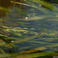 Vallisneria spiralis L.